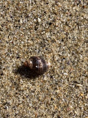 Acanthinucella