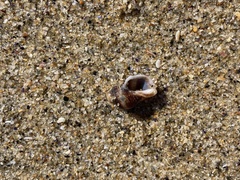 Acanthinucella