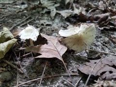 Candolleomyces candolleanus