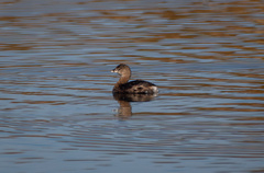 Podilymbus podiceps