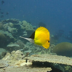 Forcipiger longirostris