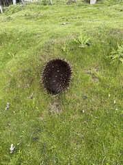 Tachyglossus aculeatus setosus