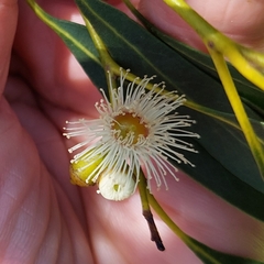 Eucalyptus gunnii