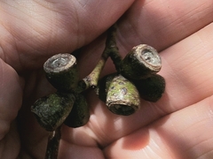 Eucalyptus gunnii