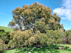 Eucalyptus gunnii
