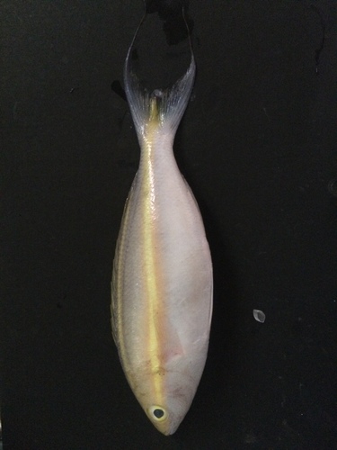 Pentapodus emeryii