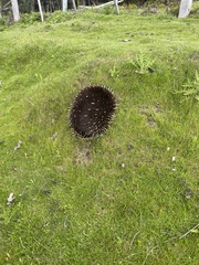 Tachyglossus aculeatus setosus