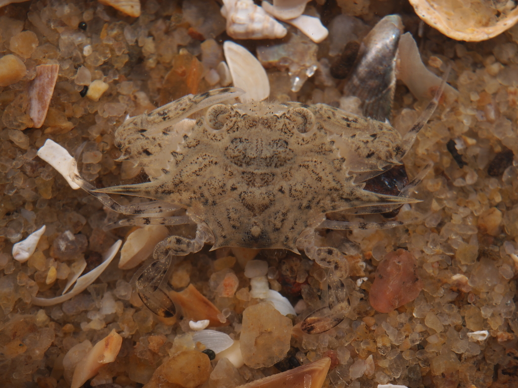 Eodemus hastatoides