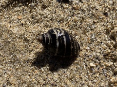 Nucella emarginata