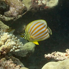 Chaetodon ornatissimus