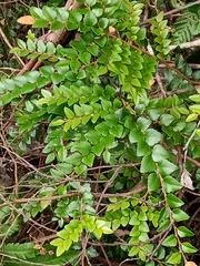 Nothofagus cunninghamii