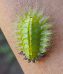 Zygaenoidea