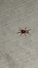 Dysdera crocata