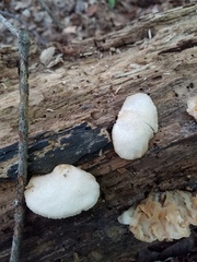 Crepidotus applanatus