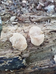 Crepidotus applanatus