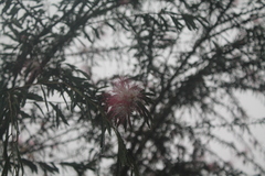 Calliandra selloi