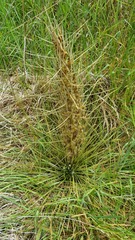 Aciphylla subflabellata