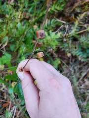 Ludwigia alternifolia