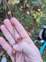 Ludwigia alternifolia