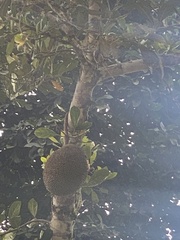 Artocarpus heterophyllus