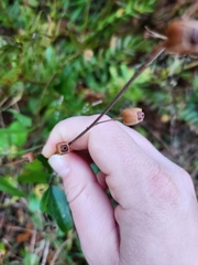 Ludwigia alternifolia