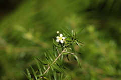 Sannantha similis