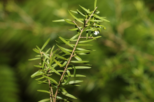 Image of Sannantha similis by (c) Greg Tasney, some rights reserved (CC BY-SA)