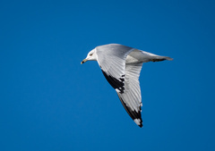 Larus delawarensis