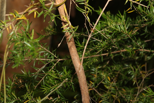 Image of Sannantha similis by (c) Greg Tasney, some rights reserved (CC BY-SA)