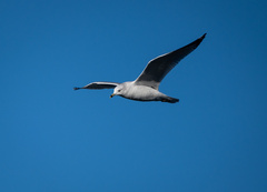 Larus delawarensis