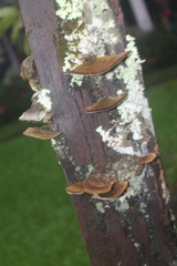 Gloeophyllum sepiarium