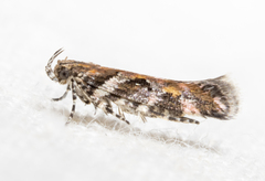 Aristotelia roseosuffusella