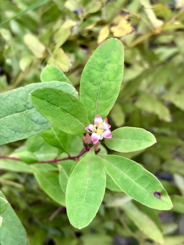 Greater marsh St. Johnswort (Hypericum walteri)