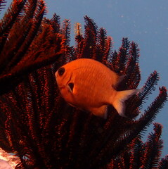 Pycnochromis pacifica