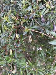 Billardiera longiflora