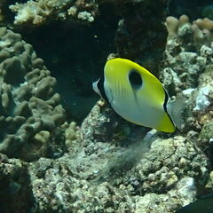 Chaetodon unimaculatus