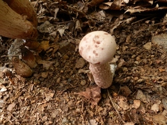 Laccaria ochropurpurea image