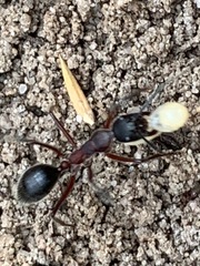 Camponotus intrepidus