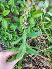 Teucrium canadense