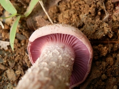 Laccaria ochropurpurea image