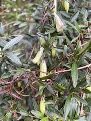 Billardiera longiflora