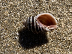 Nucella emarginata