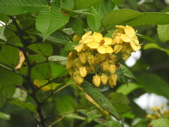 Senna surattensis