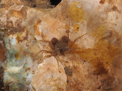 Neorhynchoplax sinensis