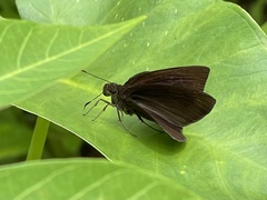 Ancistroides nigrita