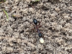 Camponotus intrepidus