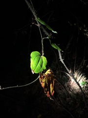 Smilax glauca