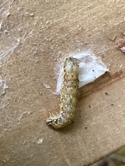 Austramathes purpurea