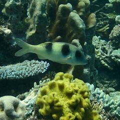 Parupeneus crassilabris