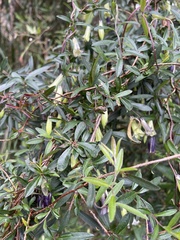 Billardiera longiflora